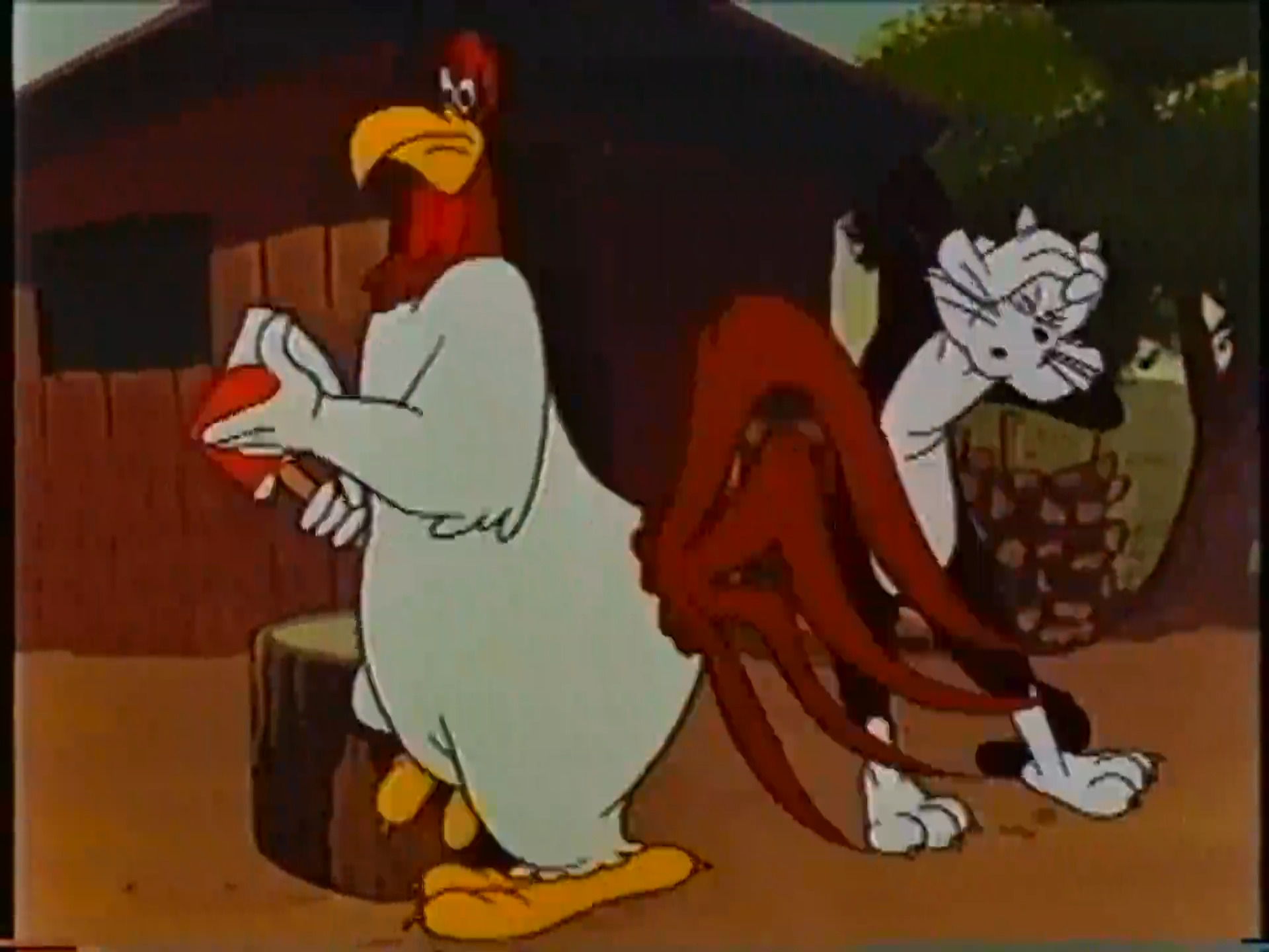 A Fractured Leghorn
