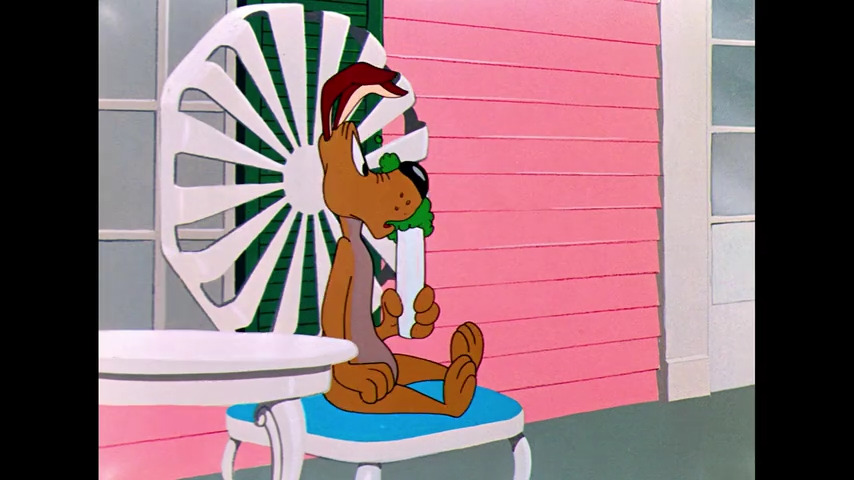 Dog Gone South